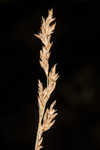 Prairie sedge